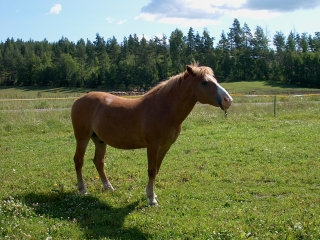 野外騎乘之﹝3﹞芬蘭馬 Finnish Horse