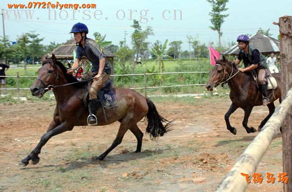 飞扬马赛精彩瞬间------飞扬骑士与飞驰骑士2800米大型马速度对抗赛