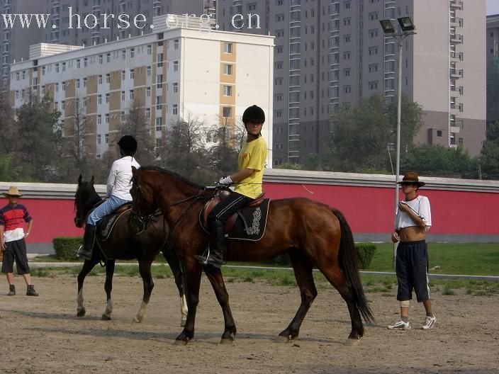 马术学习班训练图片