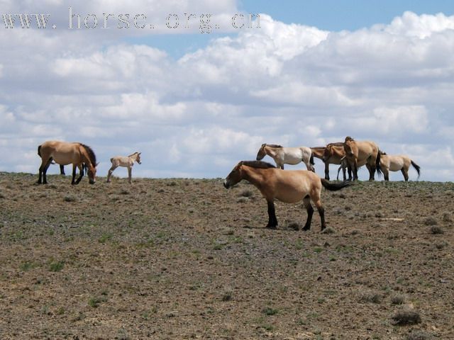 新疆偶遇普氏野马群——好运喀纳斯之旅