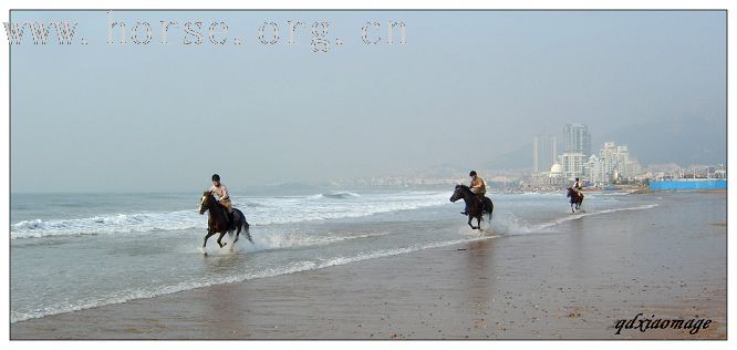 上海马友----山东马友的首次马术访问交流
