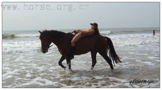 上海马友----山东马友的首次马术访问交流