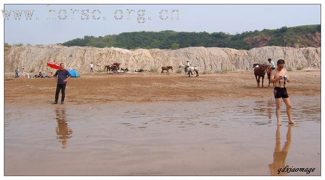 上海马友----山东马友的首次马术访问交流