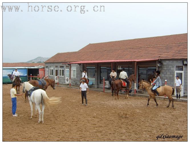 上海马友----山东马友的首次马术访问交流