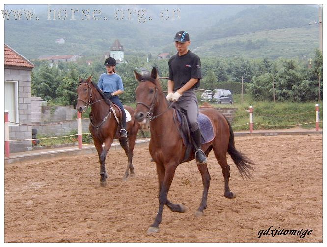 上海马友----山东马友的首次马术访问交流