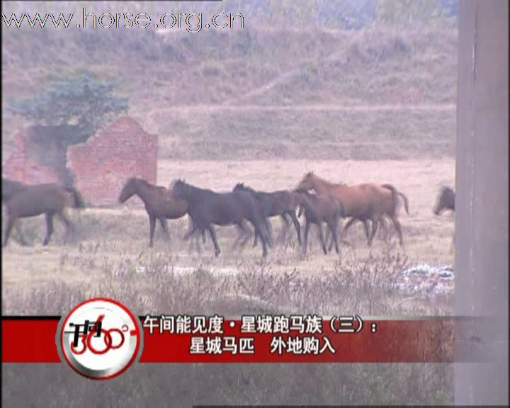 11月23日湖南经视对湘军骑兵团的专题报道已更新