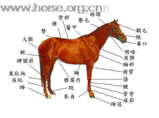 马体部位识别－－fanliyuan兄弟来看