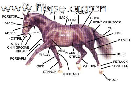 马体部位识别－－fanliyuan兄弟来看