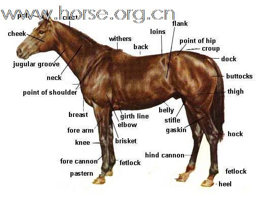 马体部位识别－－fanliyuan兄弟来看