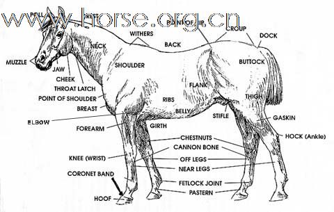 马体部位识别－－fanliyuan兄弟来看