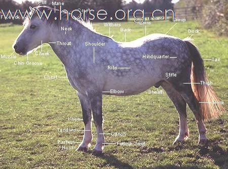 马体部位识别－－fanliyuan兄弟来看