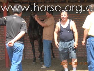 蒙古汉子在看马