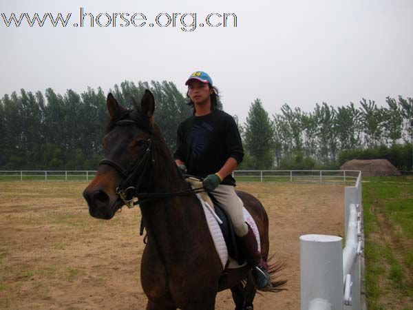 武汉和平马术俱乐部马匹认养