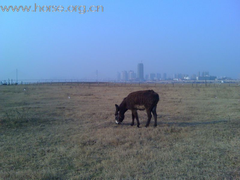 1月10日，再次踏上扬子洲的土地，马儿欢跑，景色依旧。