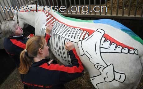 聪明女骑手在马体绘骨架 讲解如何解剖马匹