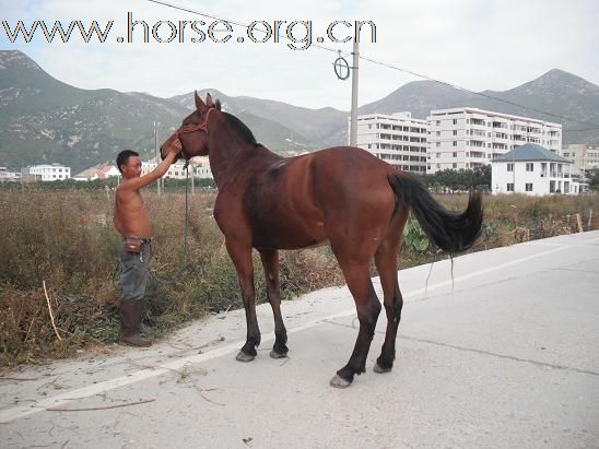 出售马。