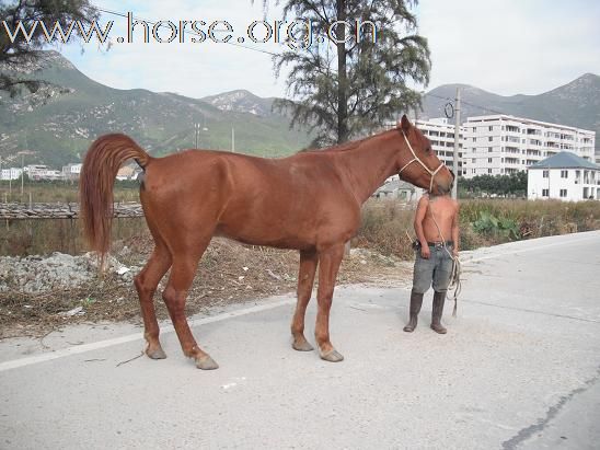 出售马。