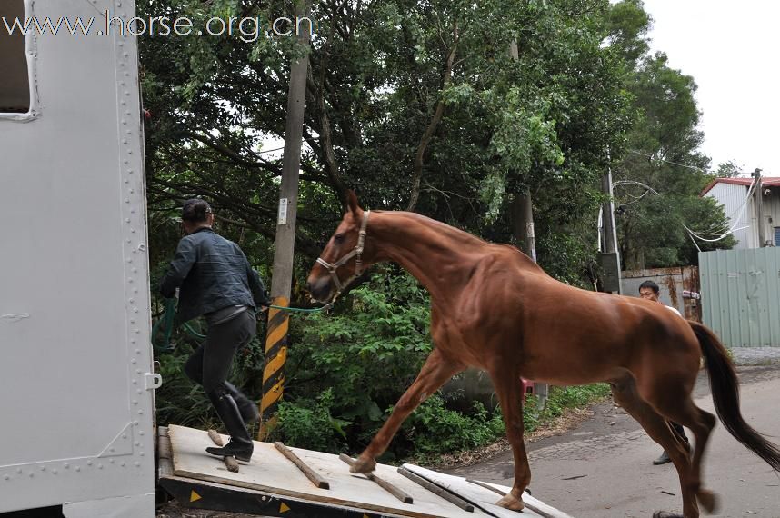 剩下的馬用馬車運到新場