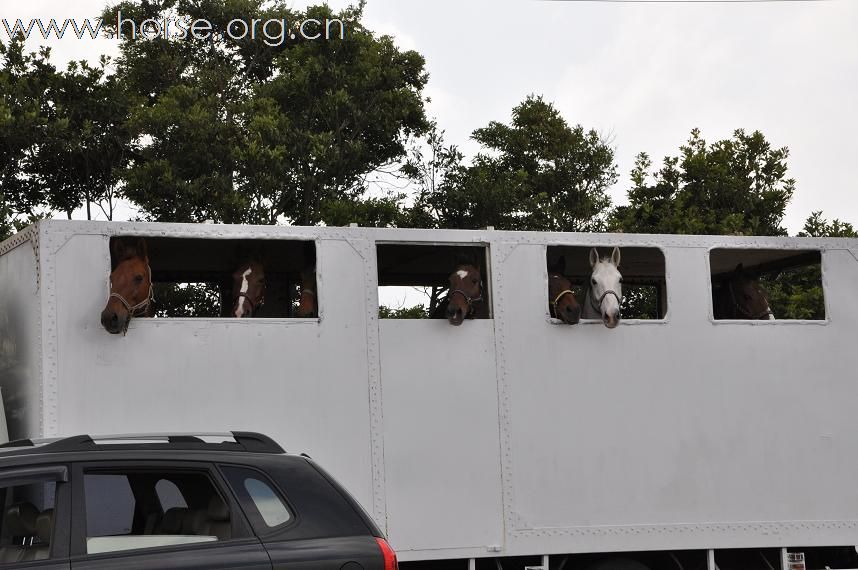 剩下的馬用馬車運到新場