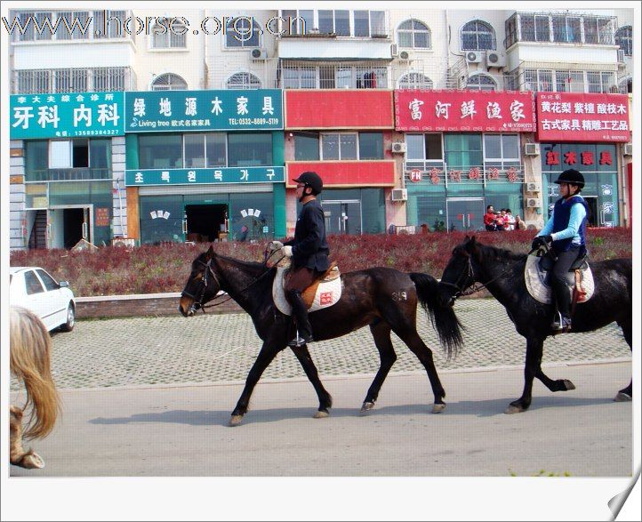 [贴图]青岛凤凰马术俱乐部第四届骑马穿越活动圆满结束