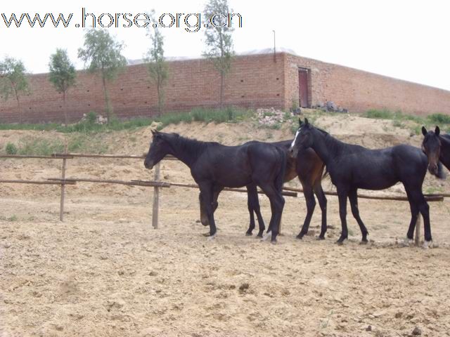 出售1岁的铁青色小马驹