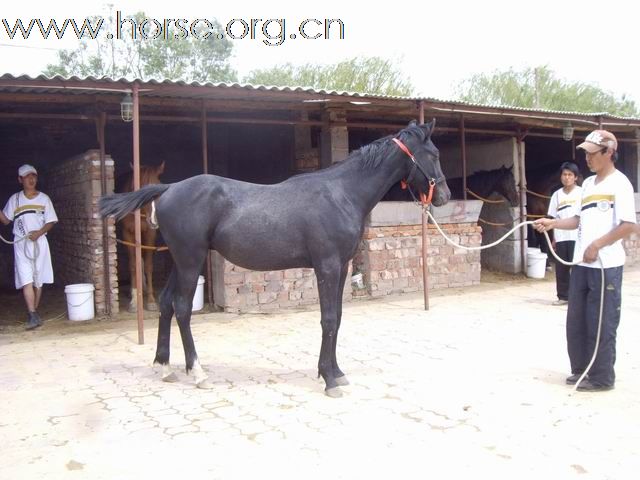 出售1岁的铁青色小马驹