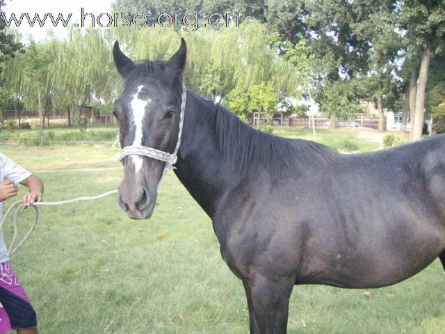 出售1岁的铁青色小马驹