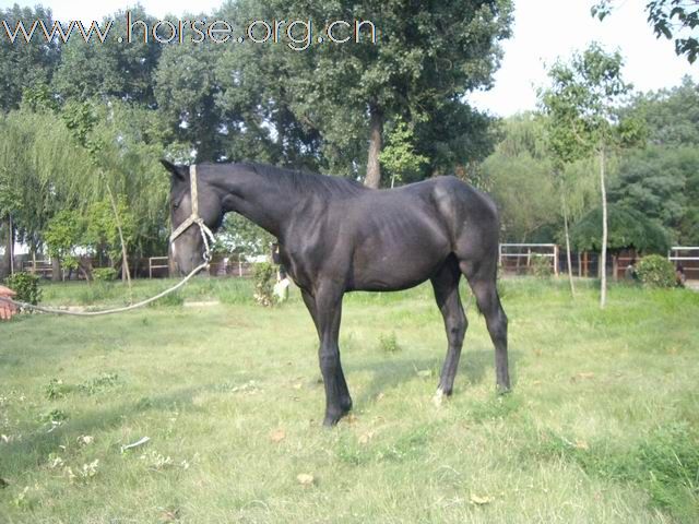 出售1岁的铁青色小马驹