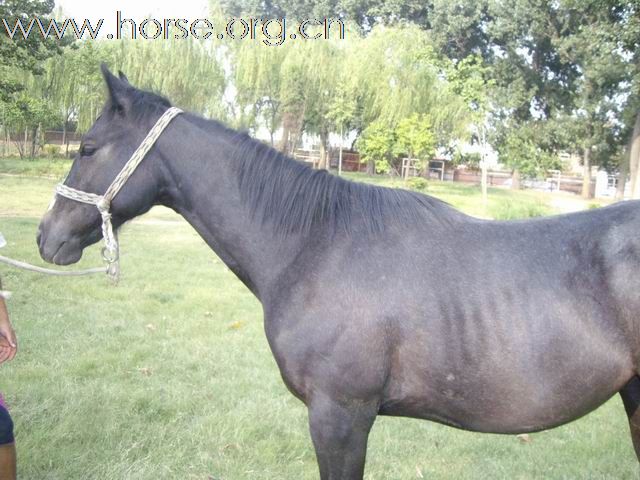 出售1岁的铁青色小马驹