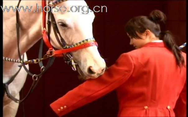 香港賽馬會儀仗馬女隊員阿怡