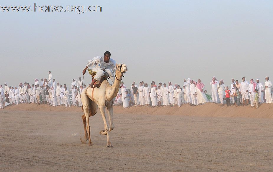沙地阿拉伯舉行賽駱駝
