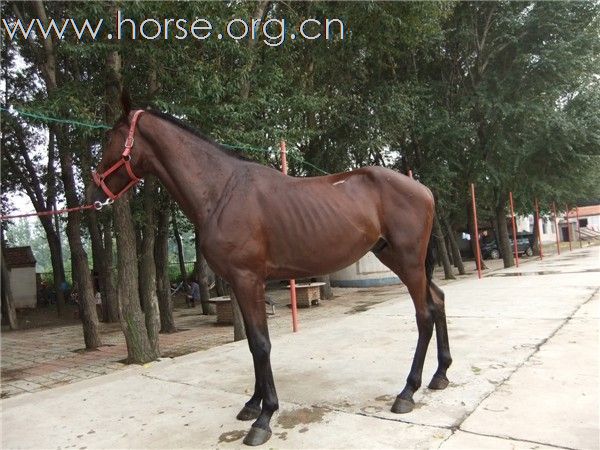 有新马到上海了，欢迎想买马的过来看。