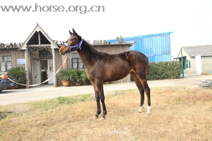 有新马到上海了，欢迎想买马的过来看。