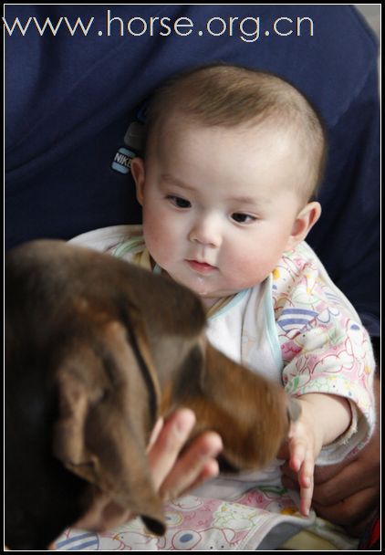 “小牛仔”的犬马生活