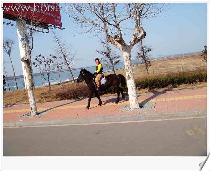 [贴图]迎新春，烟台马友野骑记