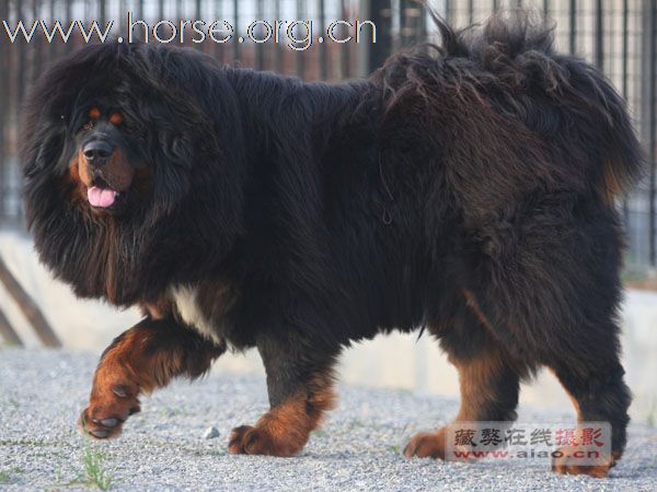 在上海喜欢马的朋友有没有也同时喜欢大狗的呢