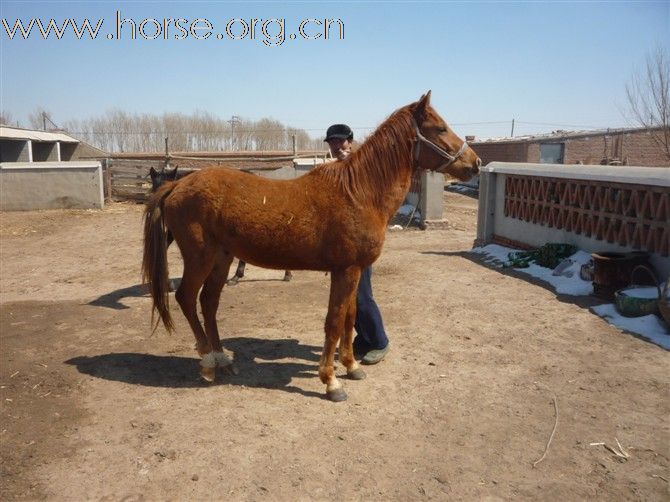 有想在内蒙古通辽买马的朋友可以跟我联系