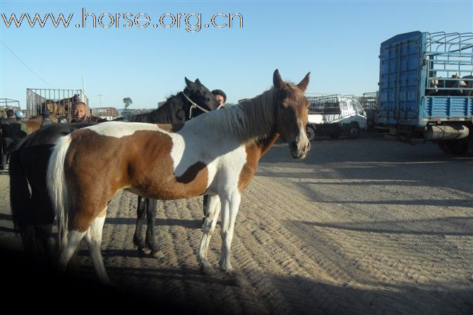 有想在内蒙古通辽买马的朋友可以跟我联系
