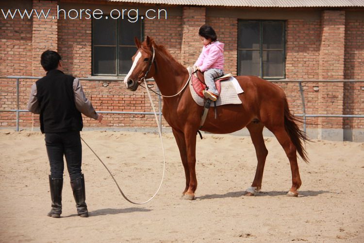 多大孩子开始学习骑马比较合适