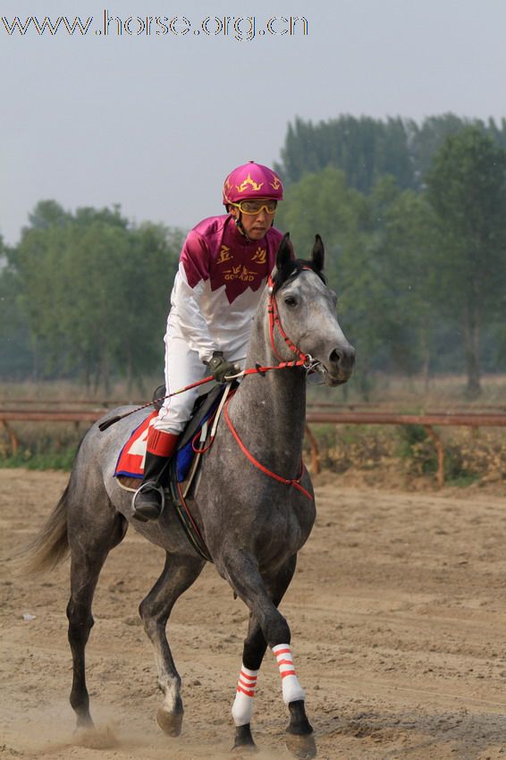 [原创]【参赛】2010“金沙杯”北京速度赛马摄影大赛开赛