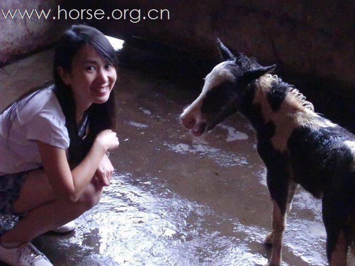 香港美女悠客，在台灣悠客馬場騎馬