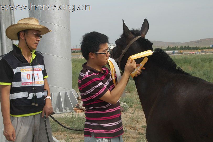 2010锡林郭勒国际马术耐力赛—赛前准备