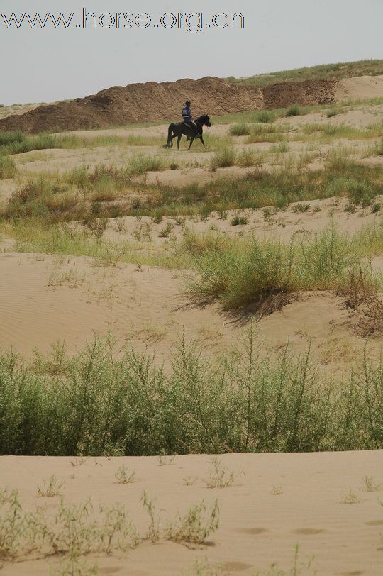 沙漠苍茫，逐草四方：银川耐力赛第三赛段