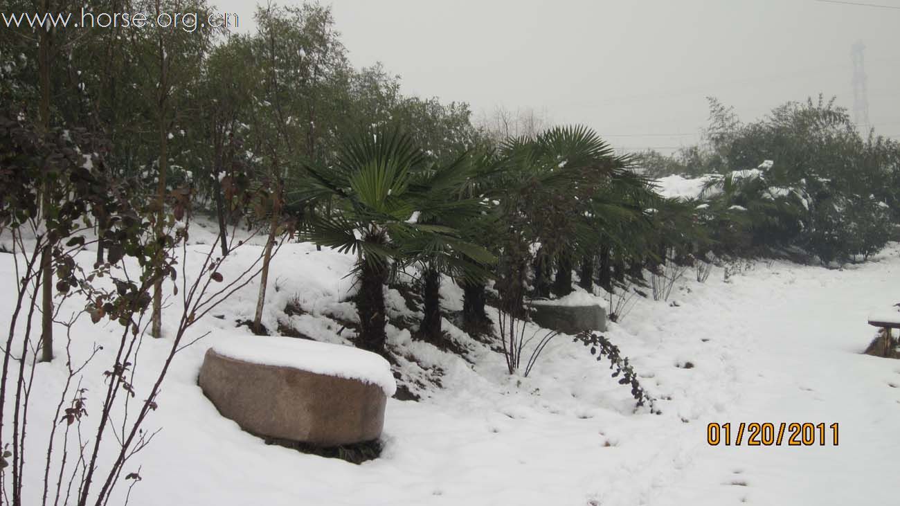 2011年马场第一场雪