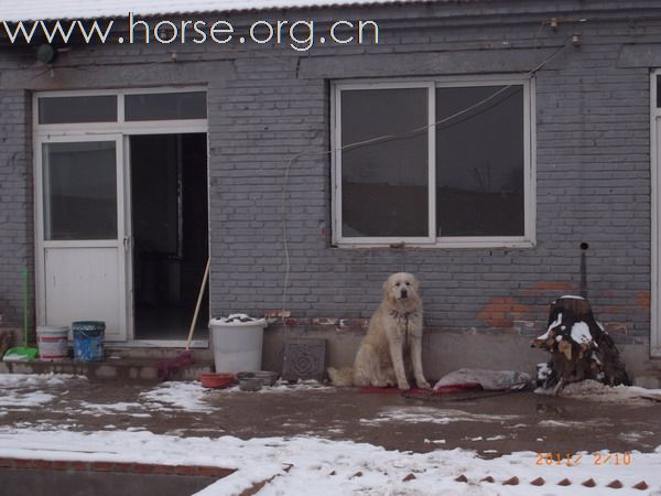 兔年初雪潮白河野骑