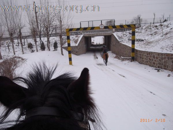 兔年初雪潮白河野骑