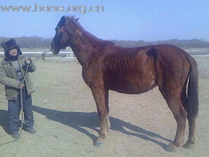 代济南干哥售母马一匹！