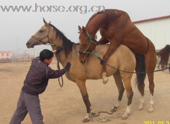 青岛登程马术~马匹出售！