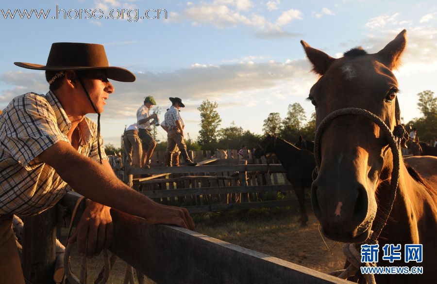 乌拉圭高乔牛仔联欢节:马背上的较量