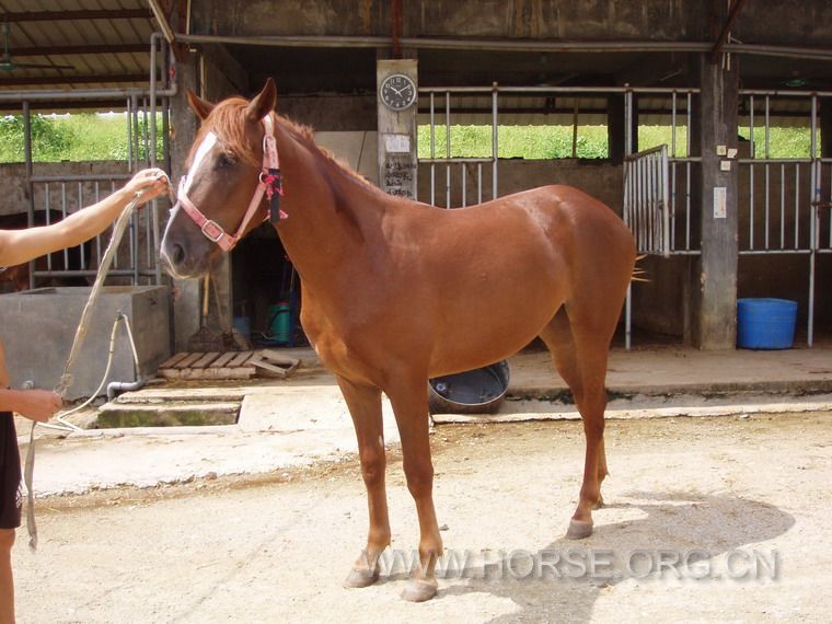 1.5岁半血小公马、肩高152cms.，已开始打圈调教，售价45000-/匹。